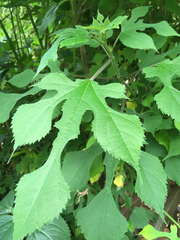 Broussonetia papyrifera