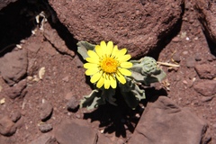 Trichocline caulescens