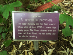 Broussonetia papyrifera