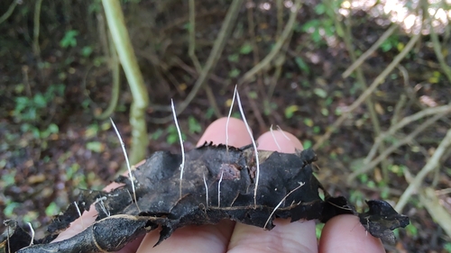 Slender Club (Macrotyphula juncea)