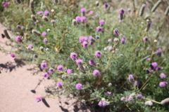 Dalea purpurea