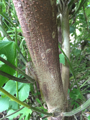 Broussonetia papyrifera