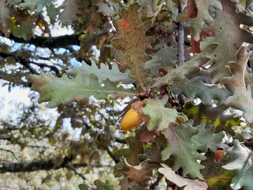 Pyrenean Oak