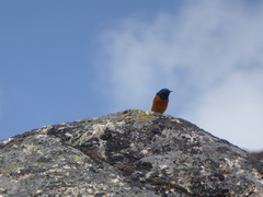 Phoenicurus frontalis