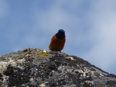 Phoenicurus frontalis