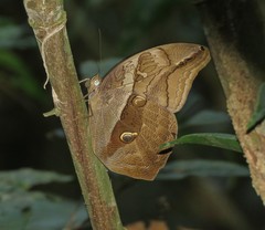 Eryphanis automedon