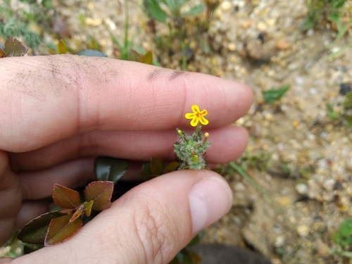 Image of Zaluzianskya divaricata by (c) De Waal Hugo, some rights reserved (CC BY)