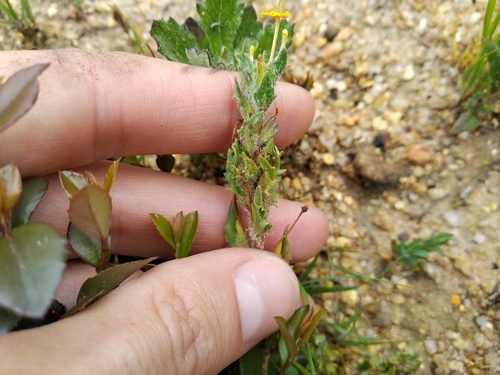 Image of Zaluzianskya divaricata by (c) De Waal Hugo, some rights reserved (CC BY)