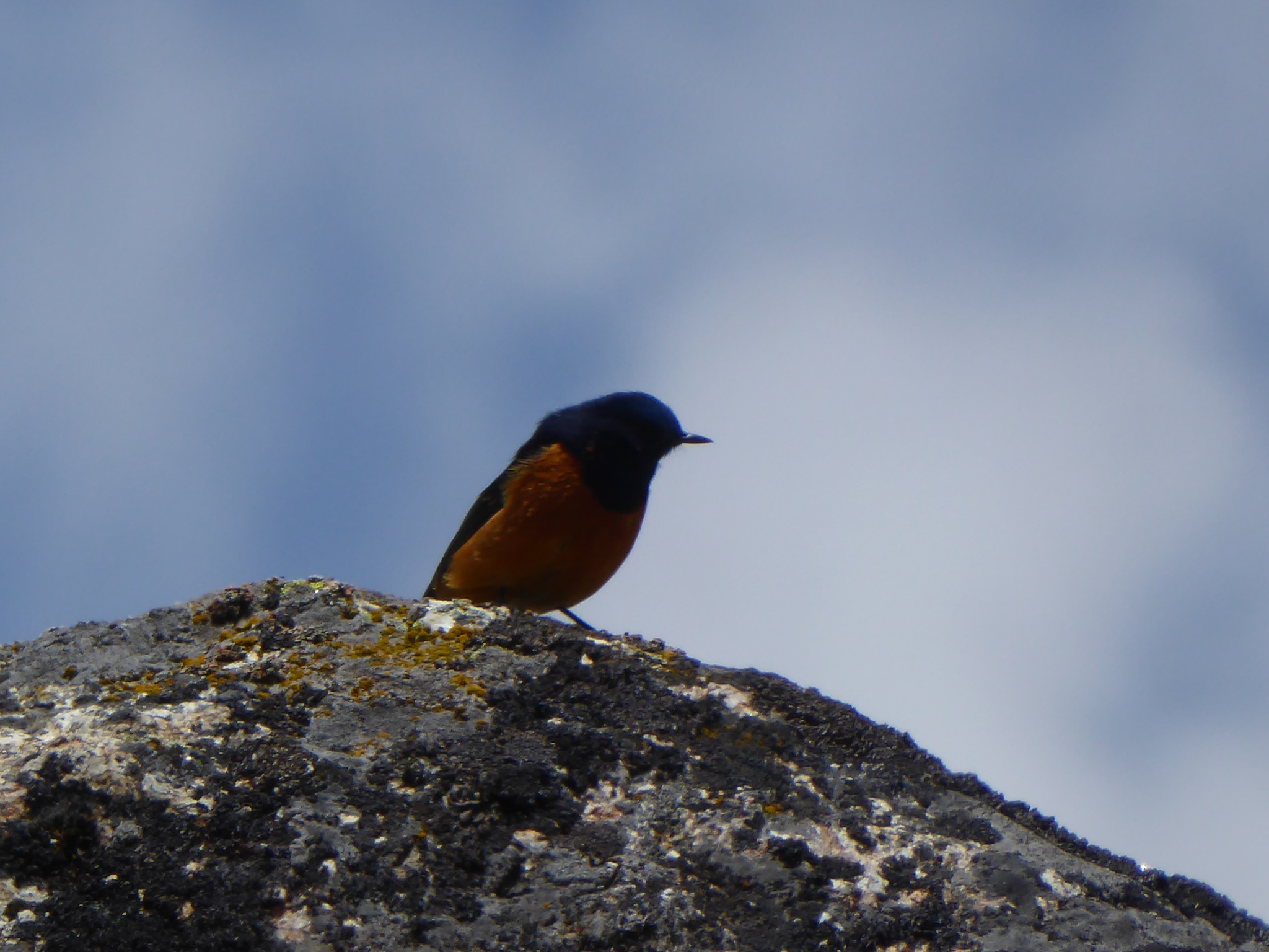 Blue-fronted Redstart