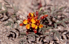 Hoffmannseggia doellii