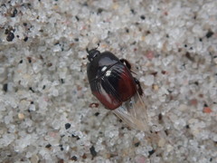 Hypocaccus dimidiatipennis