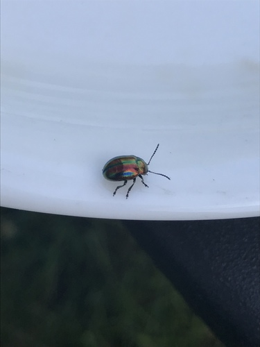 Dead-nettle Leaf Beetle photo 4