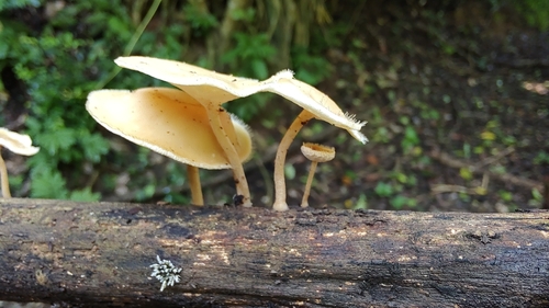 Lentinus flexipes (Lentinus flexipes)