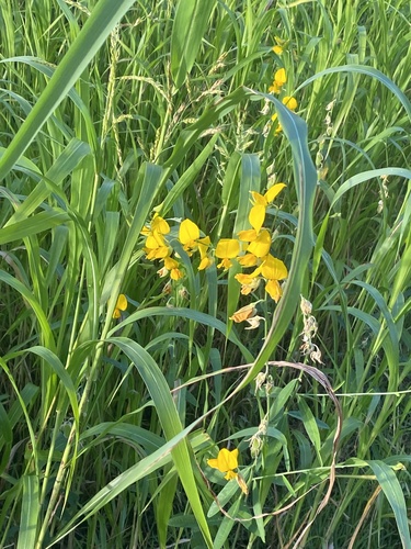 Crotalaria juncea, 2024-10-09