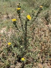 Centromadia parryi australis