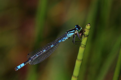Coenagrion lunulatum