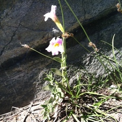 Erythranthe erubescens