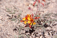 Hoffmannseggia doellii