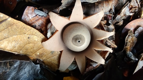 rounded earthstar (Geastrum saccatum)