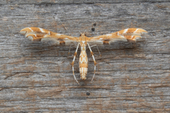 Geina periscelidactylus