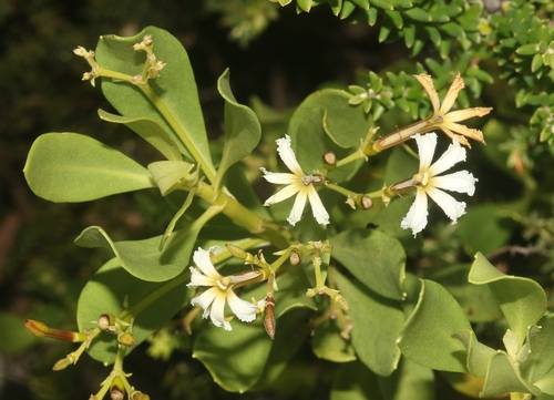 Scaevola kilaueae