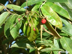 Ficus americana