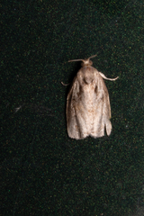 Archips grisea