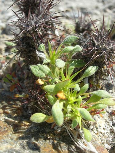 chorizanthe rigida