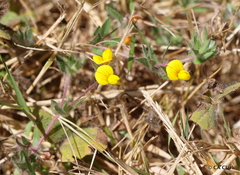 Lotus angustissimus