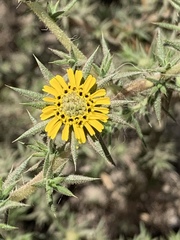 Centromadia parryi australis