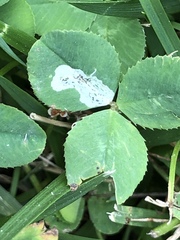 Liriomyza fricki