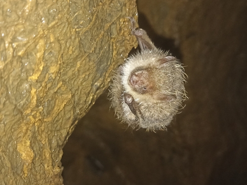 Greater Tube-nosed Bat