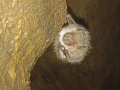 Hilgendorf's Tube-Nosed Bat photo 5
