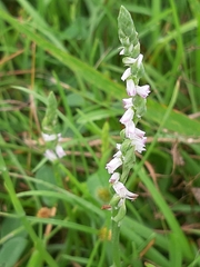 Spiranthes sinensis