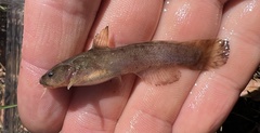 Brown Madtom photo 4