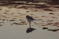 Charadrius alticola