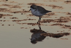 Charadrius alticola