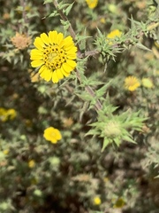 Centromadia parryi australis