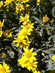 Arnica longifolia