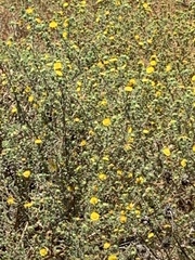 Centromadia parryi australis