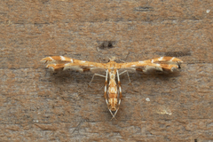 Geina periscelidactylus