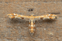 Geina periscelidactylus