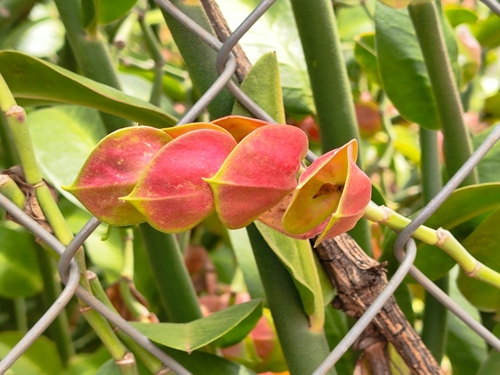 Pedilanthus bracteatus (Jacq.) Boiss. 2