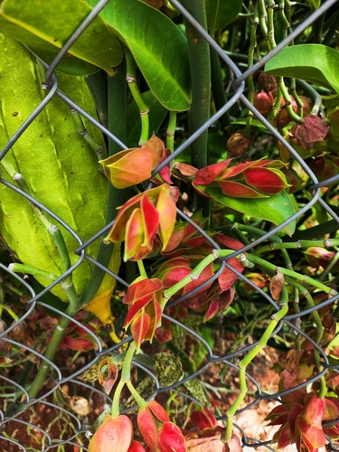Pedilanthus bracteatus (Jacq.) Boiss. 3