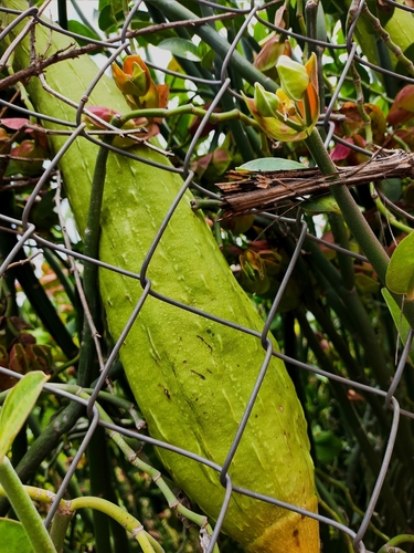 Euphorbia bracteata