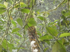 Xiphocolaptes promeropirhynchus