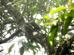 Xiphocolaptes promeropirhynchus