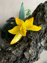 Prosthechea karwinskii