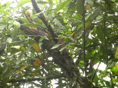 Xiphocolaptes promeropirhynchus