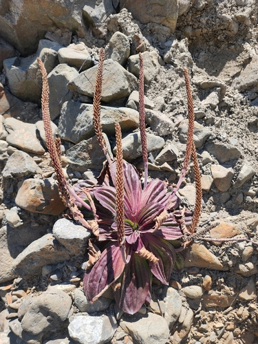 Image of Plantago subnuda by (c) Erin Collins, some rights reserved (CC BY)